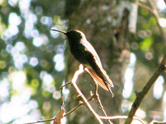 Thalurania furcata