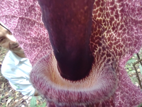 Aristolochia cordiflora, photograph 6