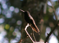 Thalurania furcata