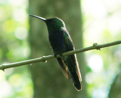 Thalurania furcata