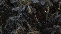 Polylepis quadrijuga