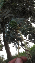 Polylepis quadrijuga