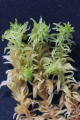Sphagnum riparium