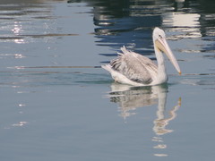 Pelecanus rufescens