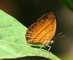 Mycalesis patiana