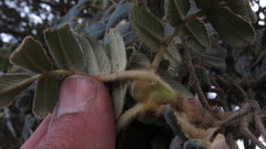 Polylepis quadrijuga