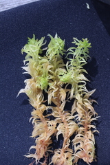 Sphagnum riparium