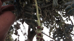 Polylepis quadrijuga