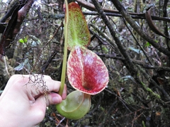 Nepenthes lowii