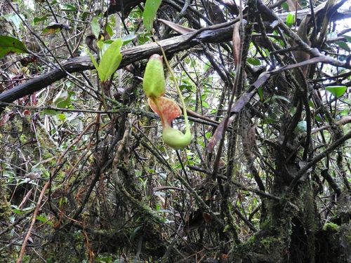 Image of Nepenthes lowii by (c) Subir B. Shakya, some rights reserved (CC BY)