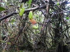 Nepenthes lowii