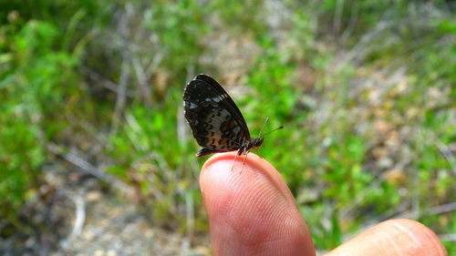 Texola anomalus