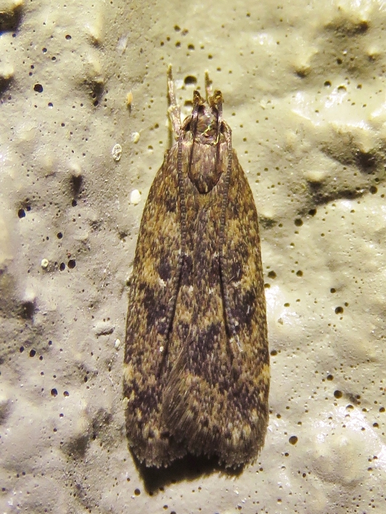 Helcystogramma melantherella