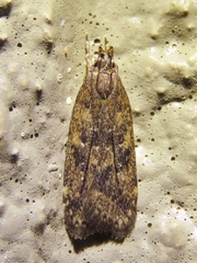 Helcystogramma melantherella