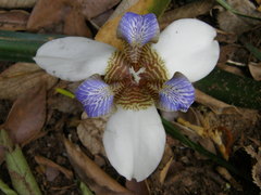 Trimezia gracilis