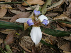 Trimezia gracilis