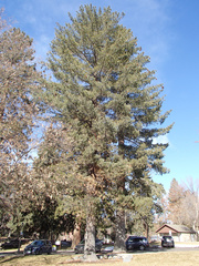 Pinus lambertiana