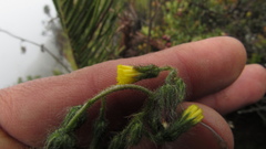 Hieracium avilae