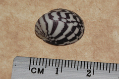 Neritininae