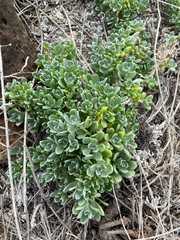 Heliotropium anomalum