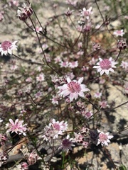 Actinotus forsythii