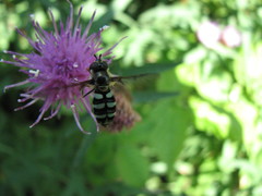 Megasyrphus laxus image