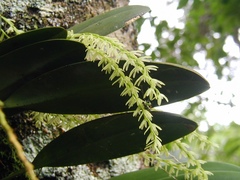 Anathallis linearifolia