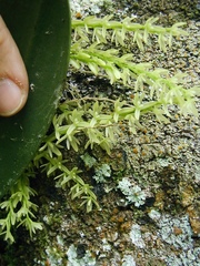 Anathallis linearifolia