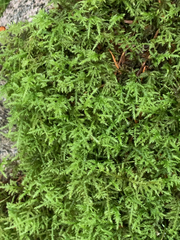 Pseudisothecium cristatum