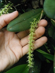 Anathallis linearifolia