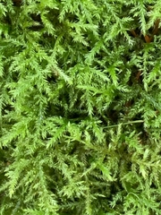 Pseudisothecium cristatum