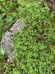 Pseudisothecium cristatum