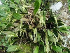 Anathallis linearifolia