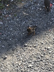 Spodiopsar cineraceus
