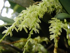 Anathallis linearifolia