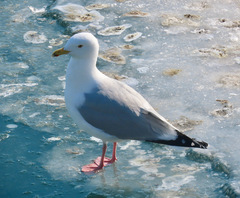 Larus argentatus