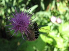 Megasyrphus laxus image