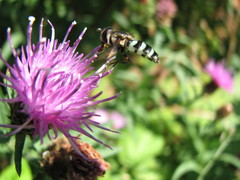 Megasyrphus laxus image