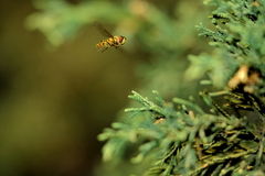 Epistrophe nitidicollis