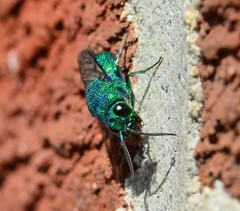 Chrysis smaragdula
