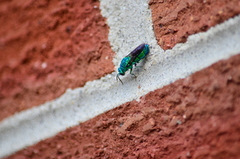 Chrysis smaragdula