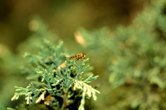 Epistrophe nitidicollis