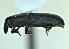 Cossonus corticola