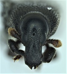 Cossonus corticola
