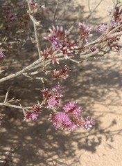 Limonium pruinosum