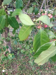 Syzygium polyanthum