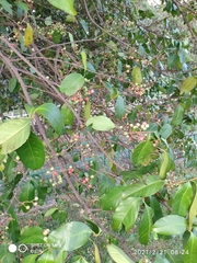 Syzygium polyanthum