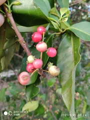 Syzygium polyanthum