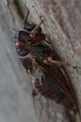 Popplepsalta notialis