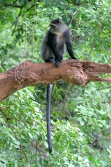 Cercopithecus mitis